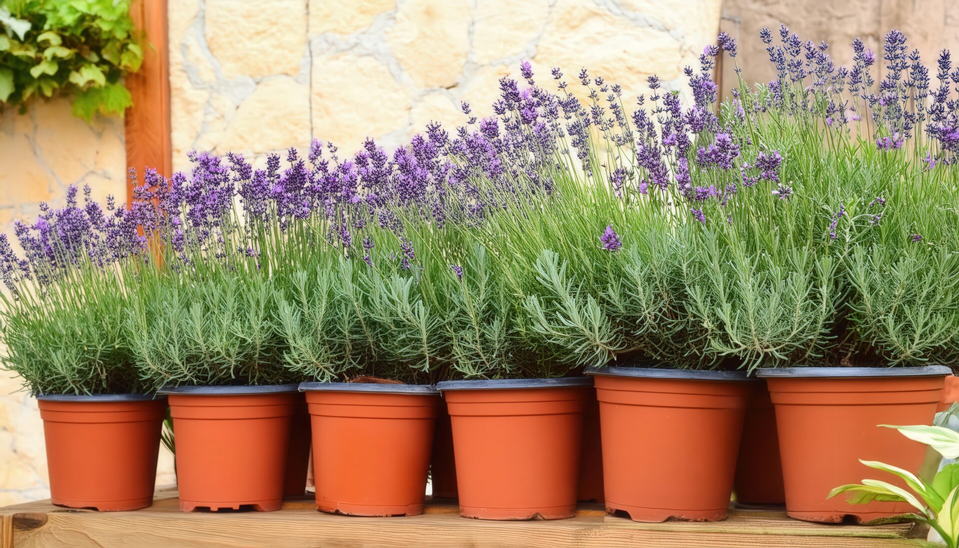 ラベンダーの接写