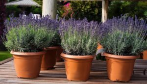 鉢植えのラベンダー
