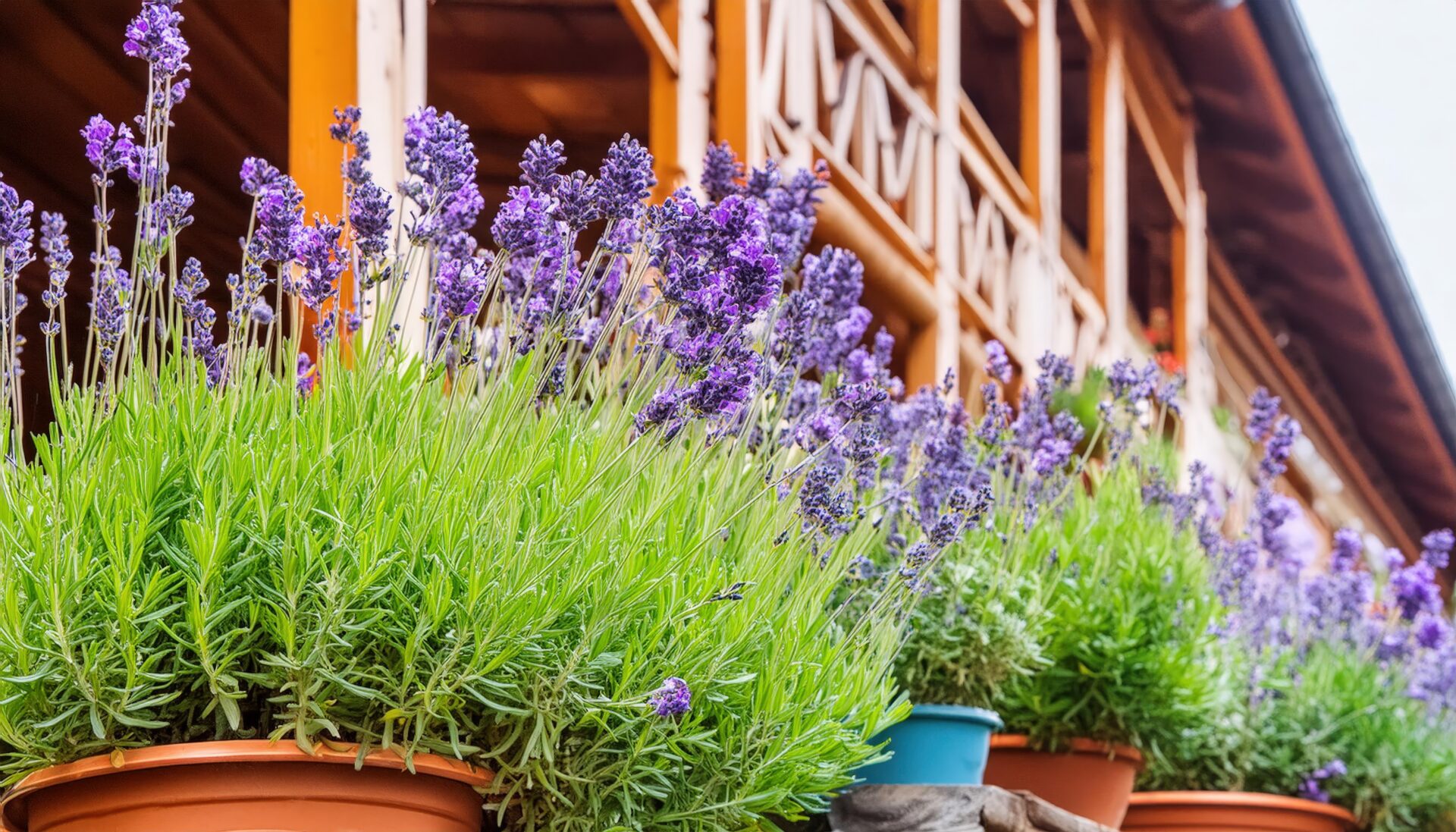 テラスのラベンダー鉢植え