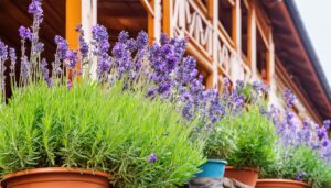 テラスのラベンダー鉢植え