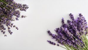 ラベンダーの花束と白背景