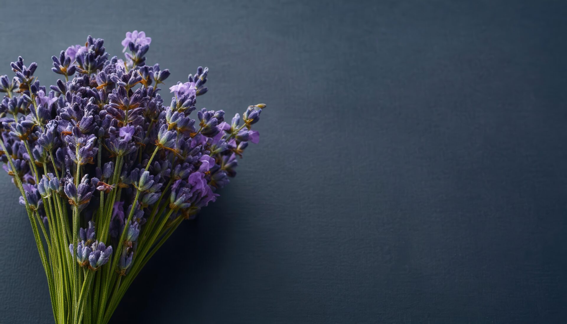 ラベンダーの花束と紺背景