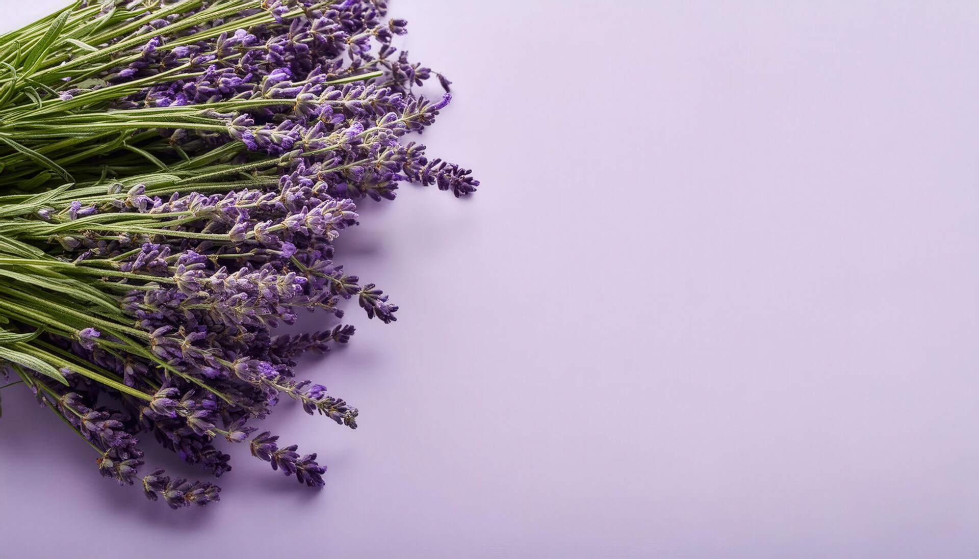 ラベンダーの花束とライトパープル背景