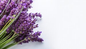 クローズアップのラベンダー花束