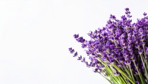 白背景とラベンダーの花束アップ