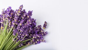 白背景とラベンダーの花束