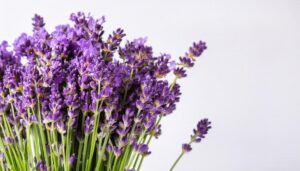 ラベンダー花束の寄り画像