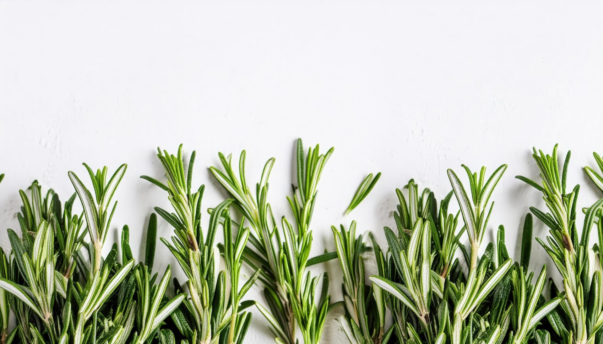 白背景に並んだローズマリー