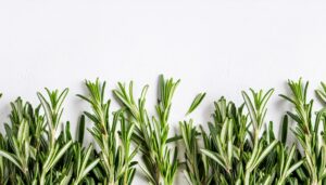 白背景に並んだローズマリー