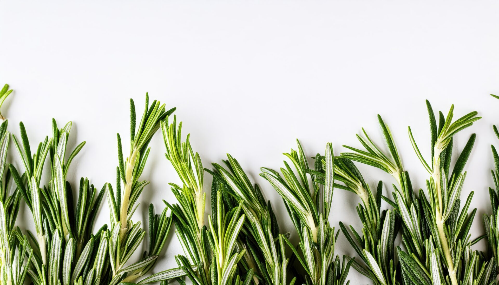 白背景に広がるローズマリー