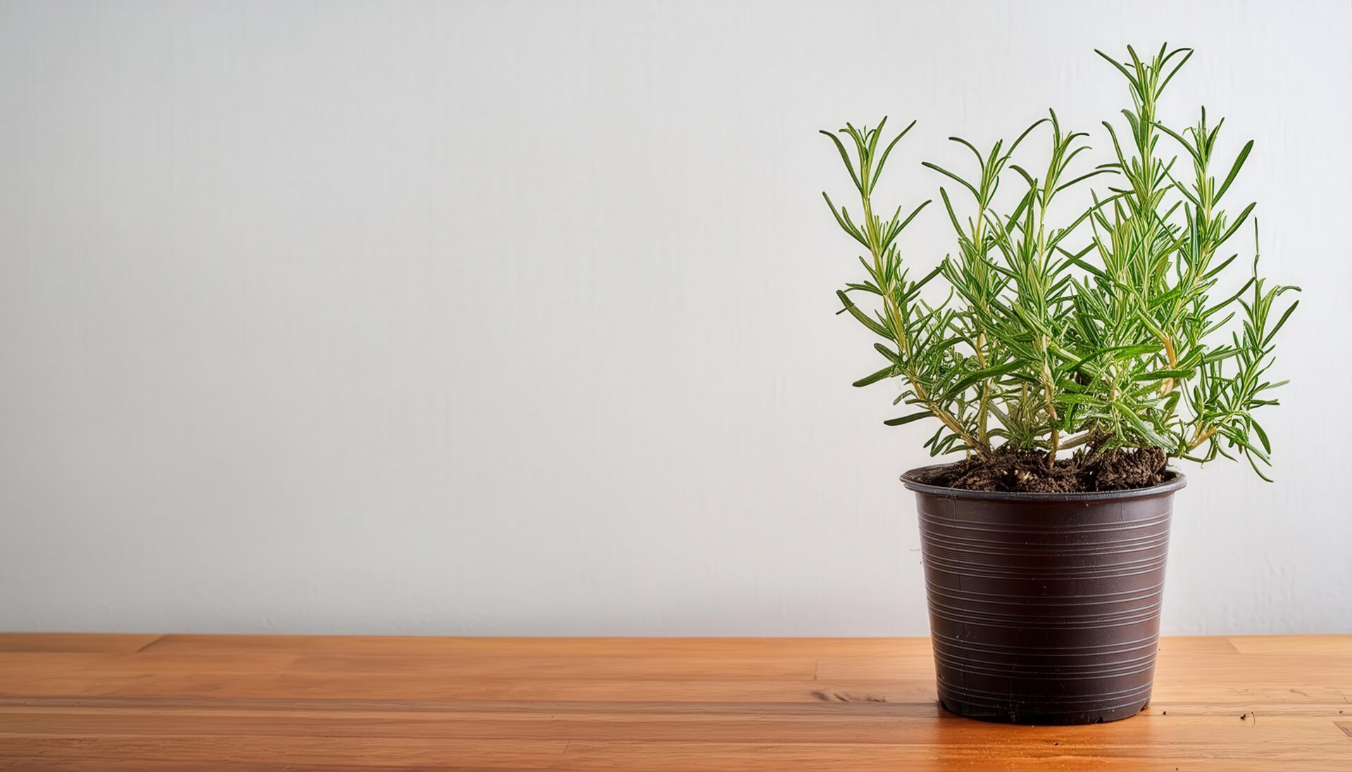 鉢植えのローズマリーと木のテーブル