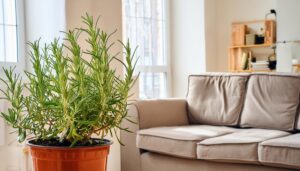 リビングに置かれたローズマリーの鉢植え