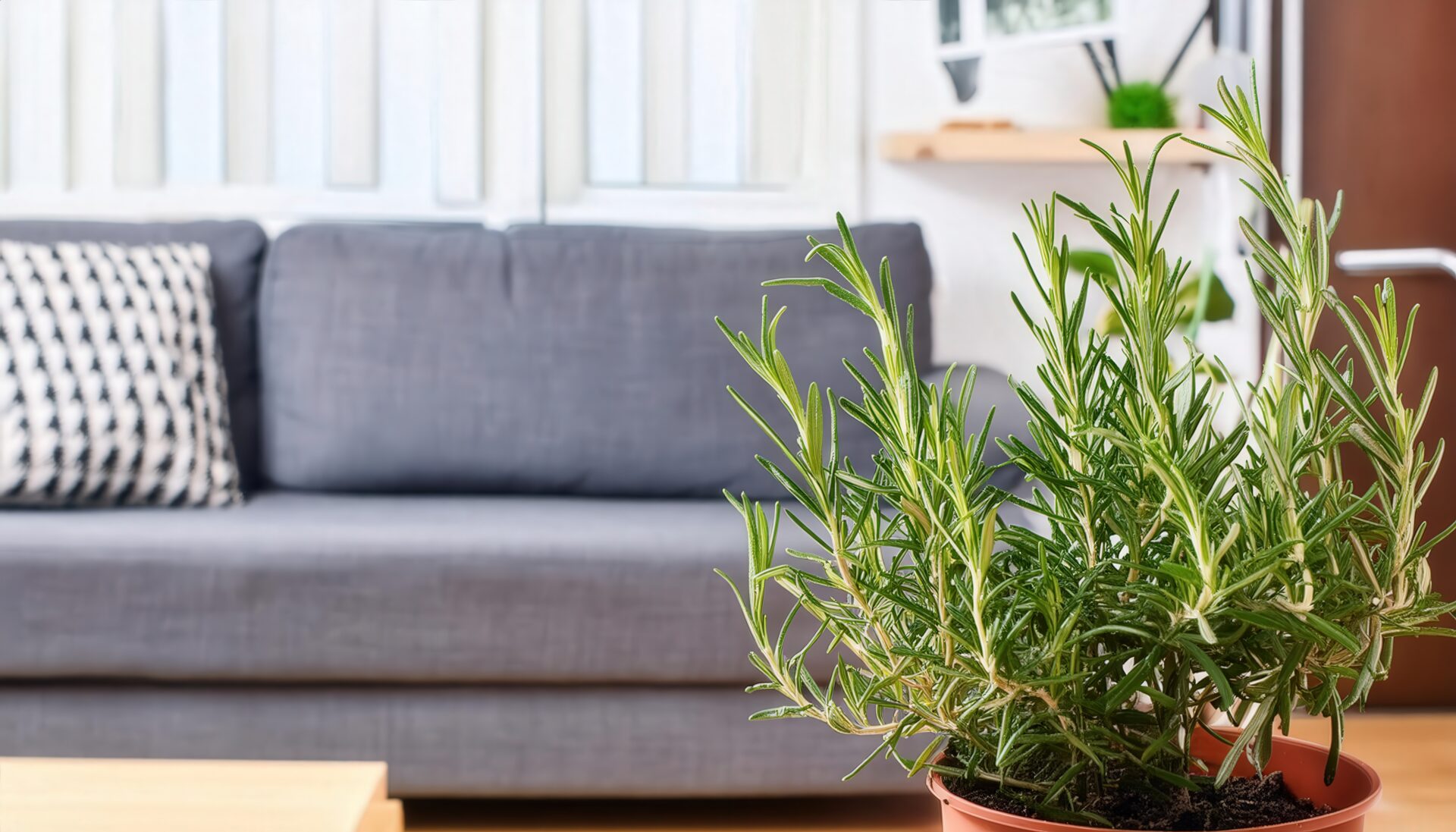 ソファの前に置かれた鉢植えローズマリー