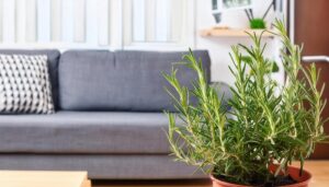 ソファの前に置かれた鉢植えローズマリー