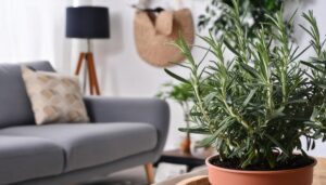 ナチュラルなリビングのローズマリー鉢植え