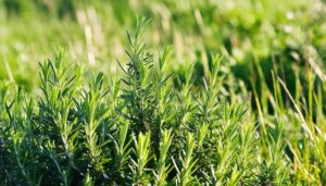 野外に自生するローズマリー