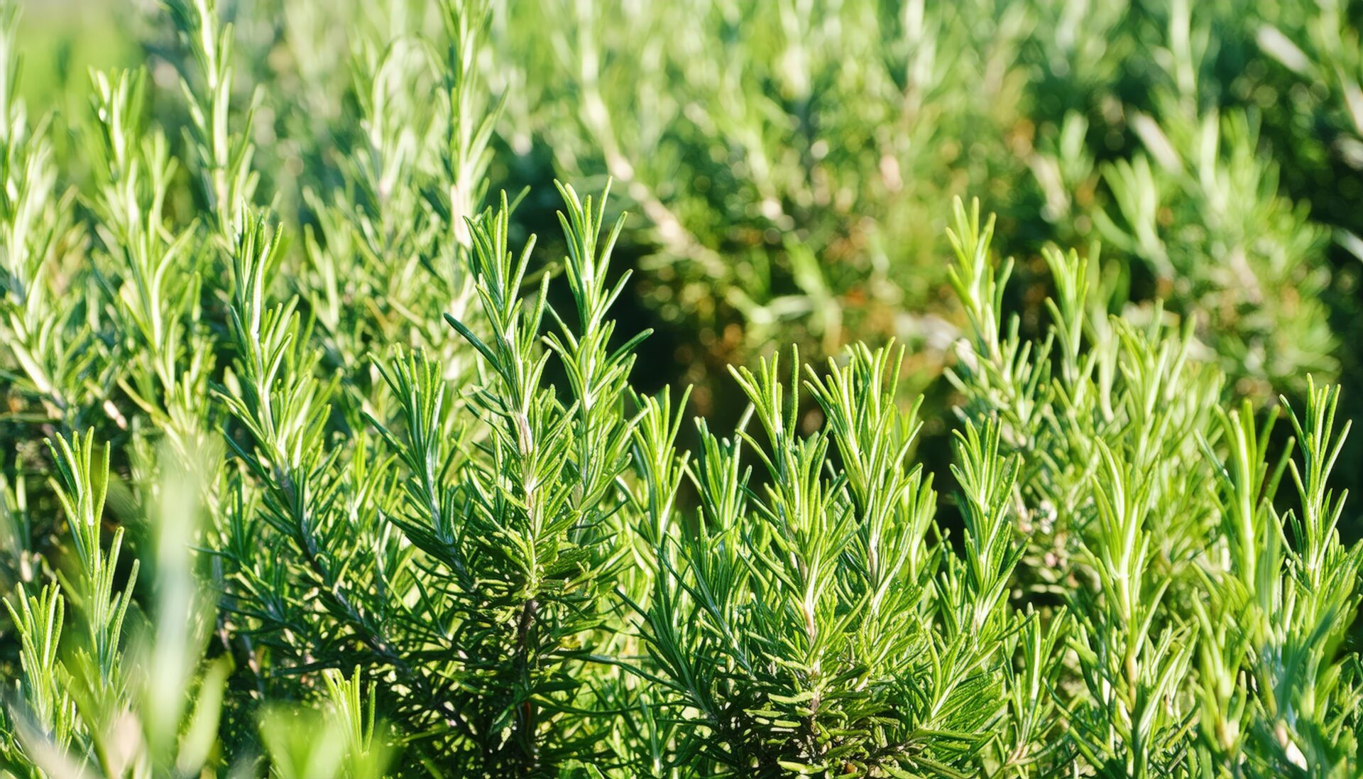 青空の下で育つローズマリー