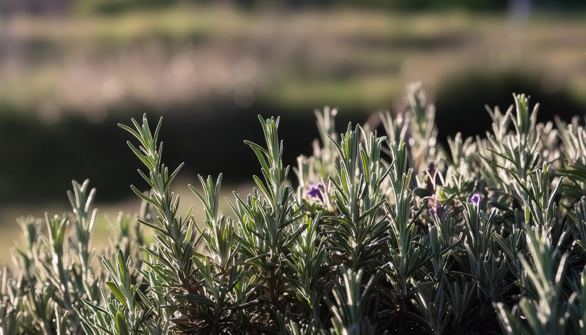 日陰で咲くローズマリー