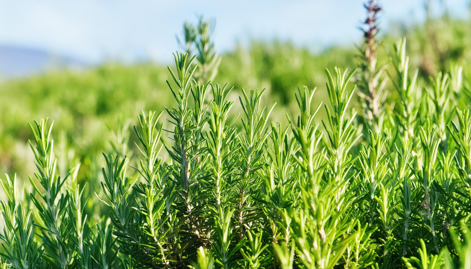 広がる草原のローズマリー