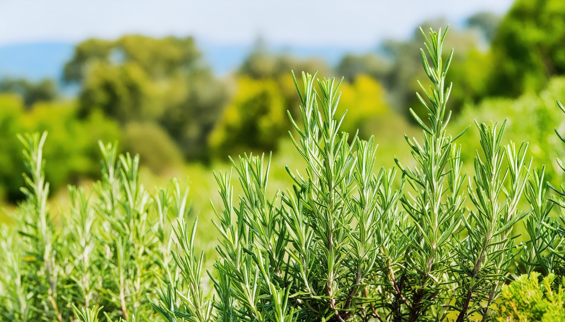緑豊かなローズマリー畑