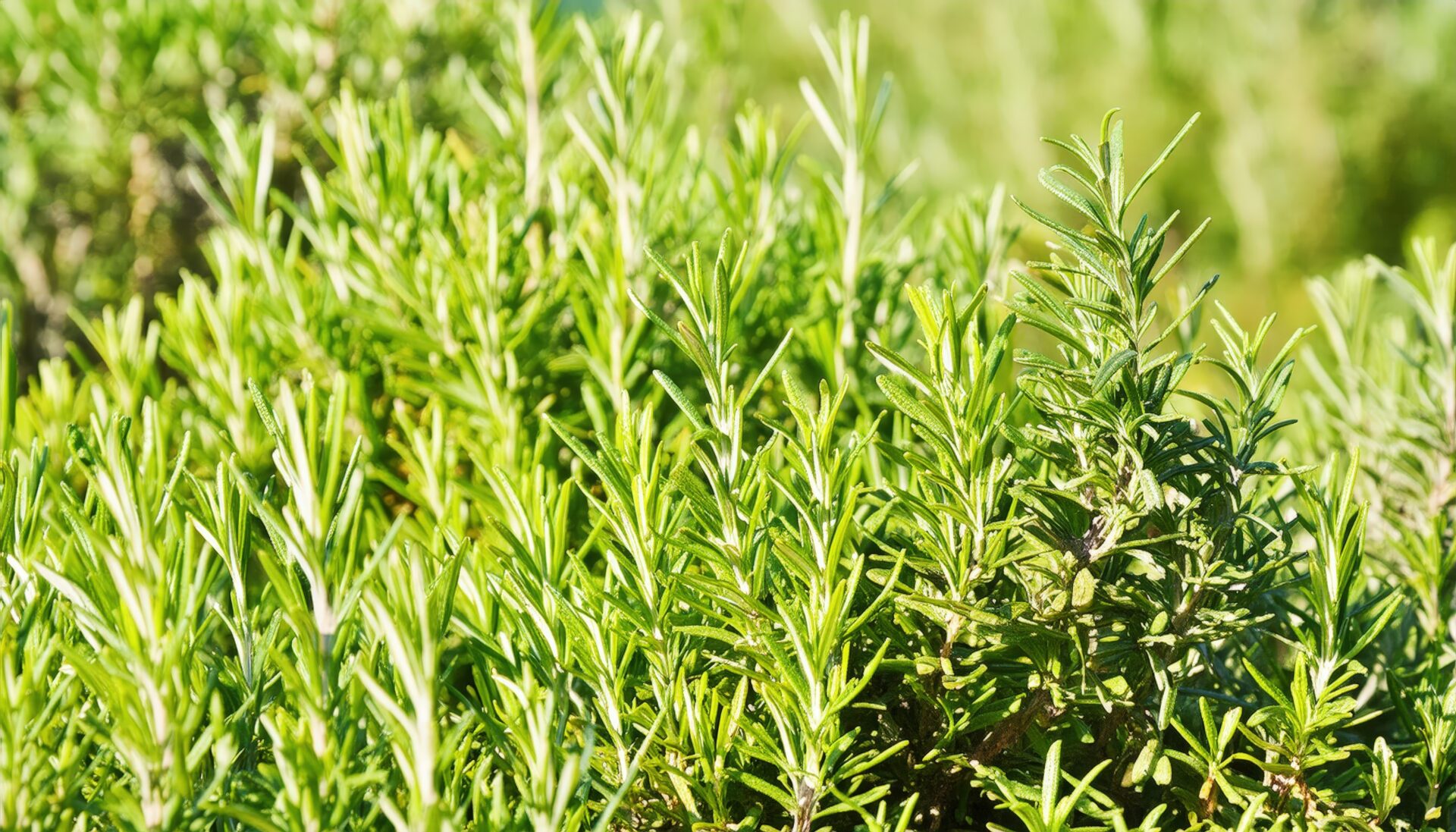日差しの中のローズマリー