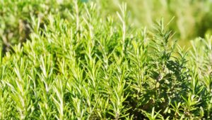 日差しの中のローズマリー