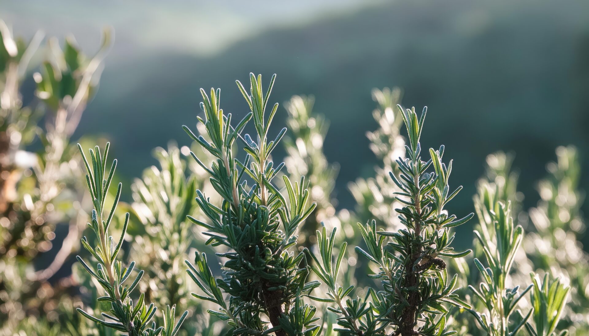 朝露に濡れるローズマリー