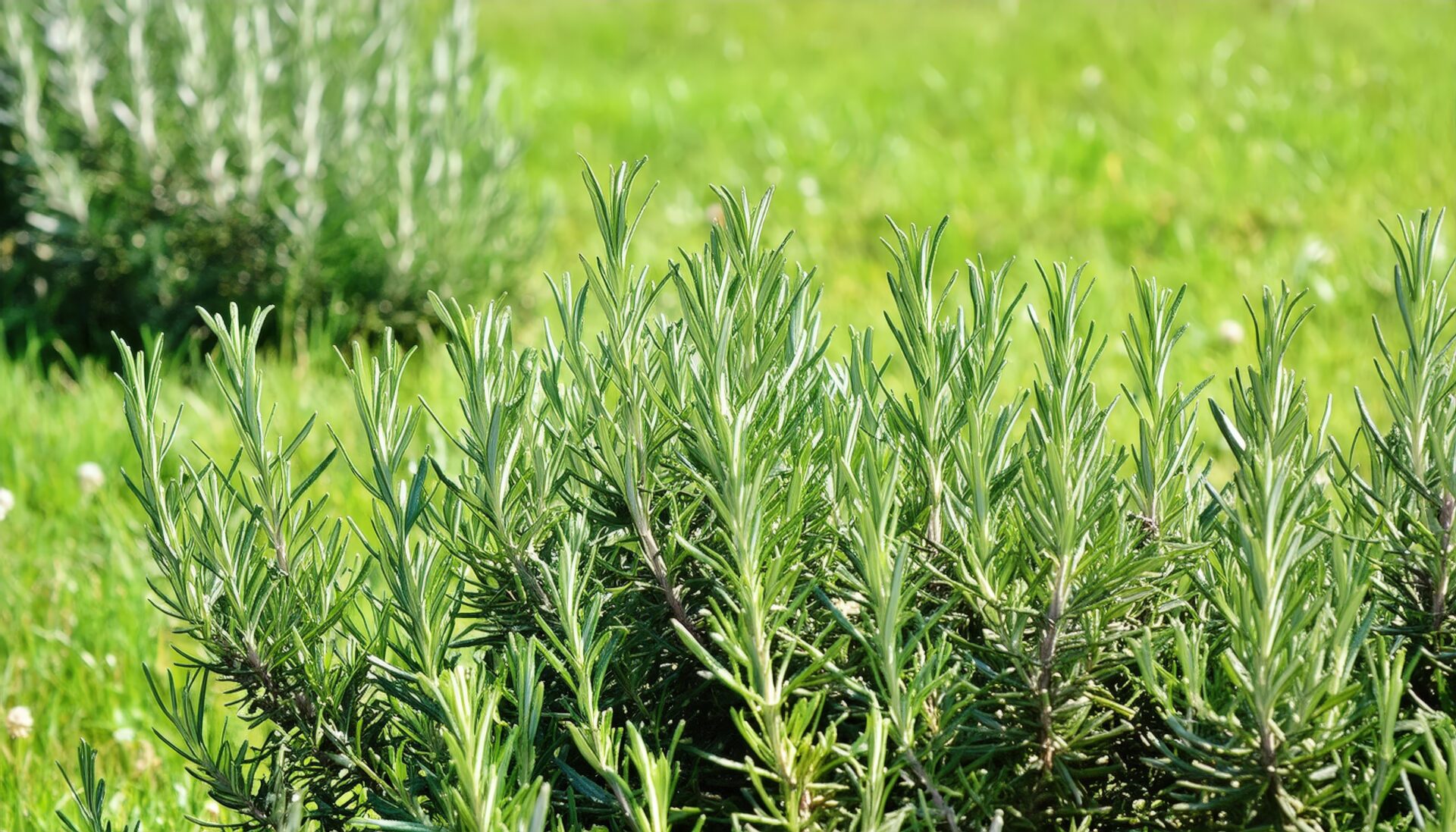 ローズマリーの茂み