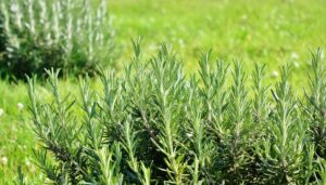 ローズマリーの茂み