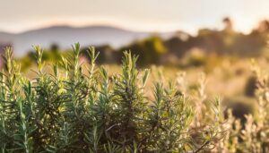 夕暮れ時のローズマリー