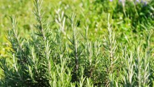 明るい日のローズマリー