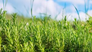 青空とローズマリー