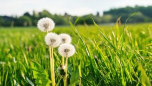 たんぽぽの綿毛