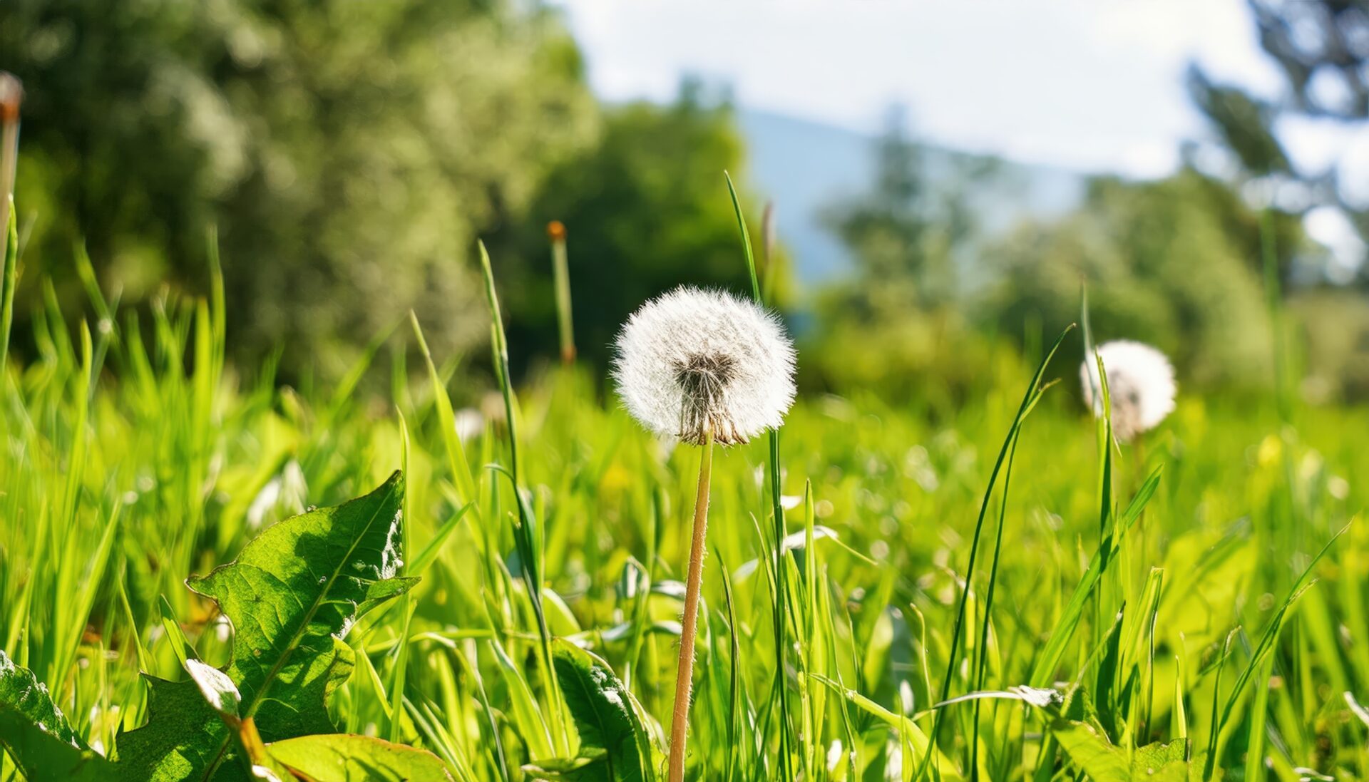 野原に咲くたんぽぽ