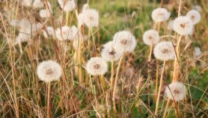 草原に咲く複数のタンポポの綿毛