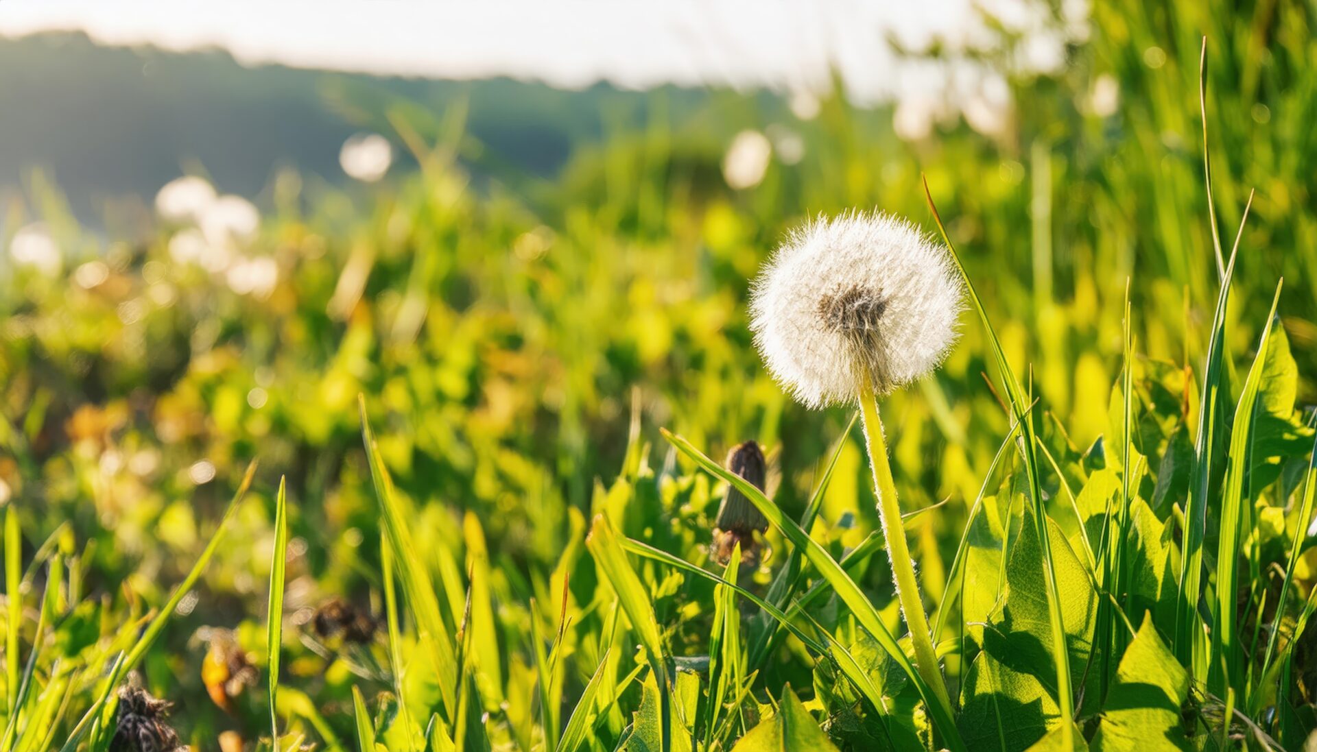 朝日に照らされる草原のタンポポの綿毛