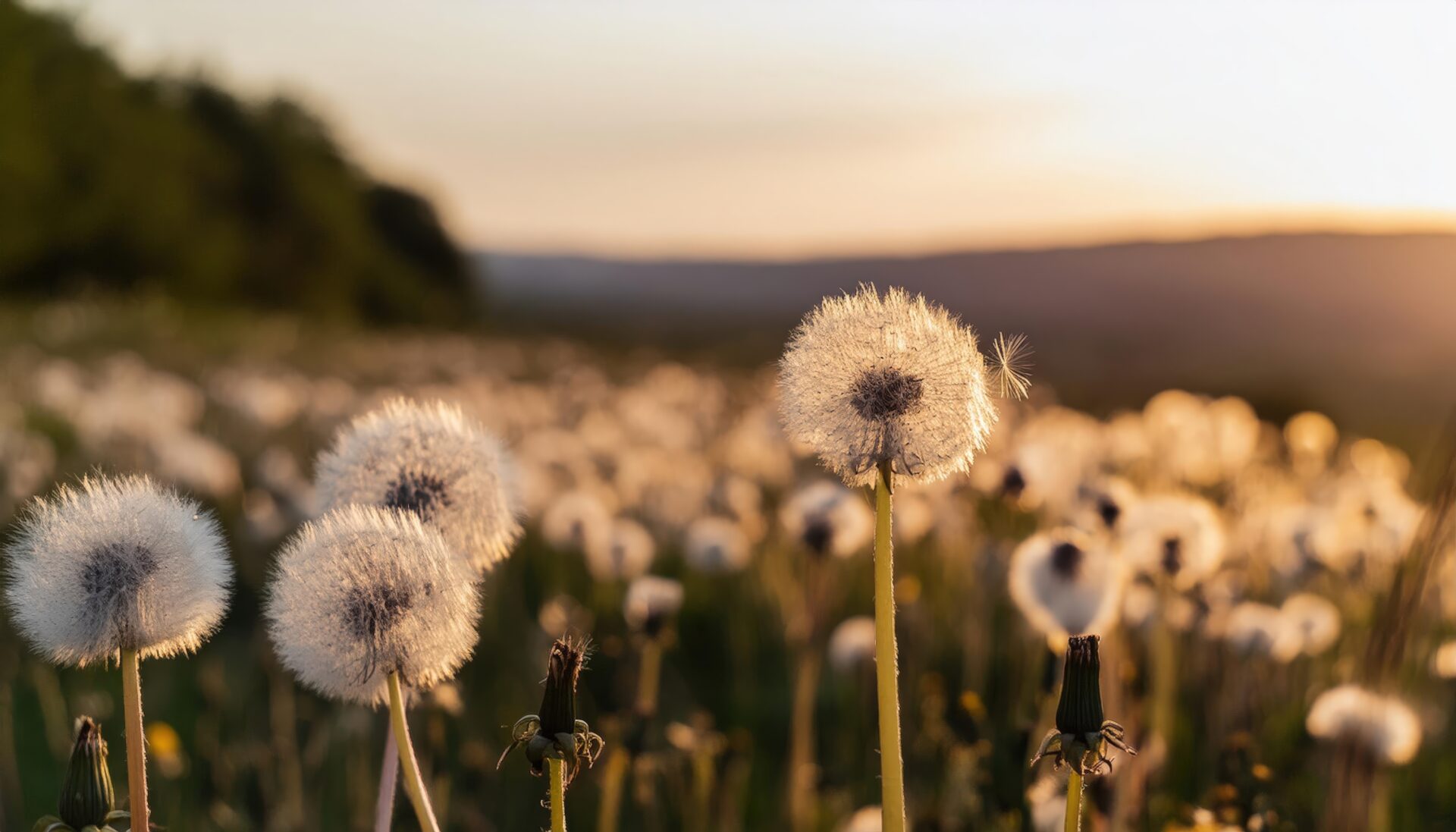 夕暮れ時の丘に広がるタンポポの綿毛群生