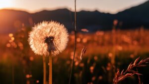 山の風景を背景にした夕日に輝くタンポポの綿毛
