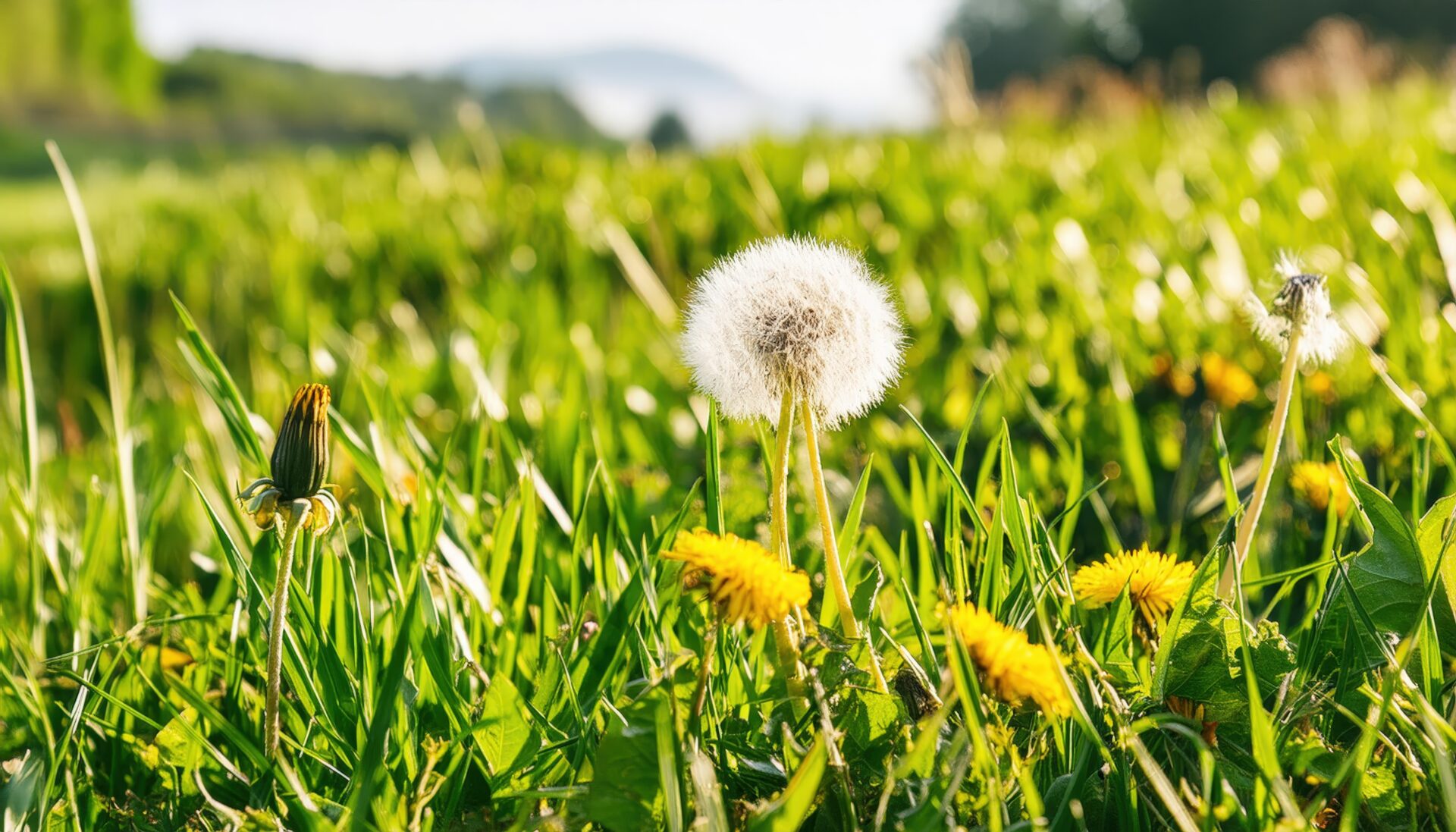 青空の下で輝くタンポポと綿毛