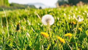 青空の下で輝くタンポポと綿毛