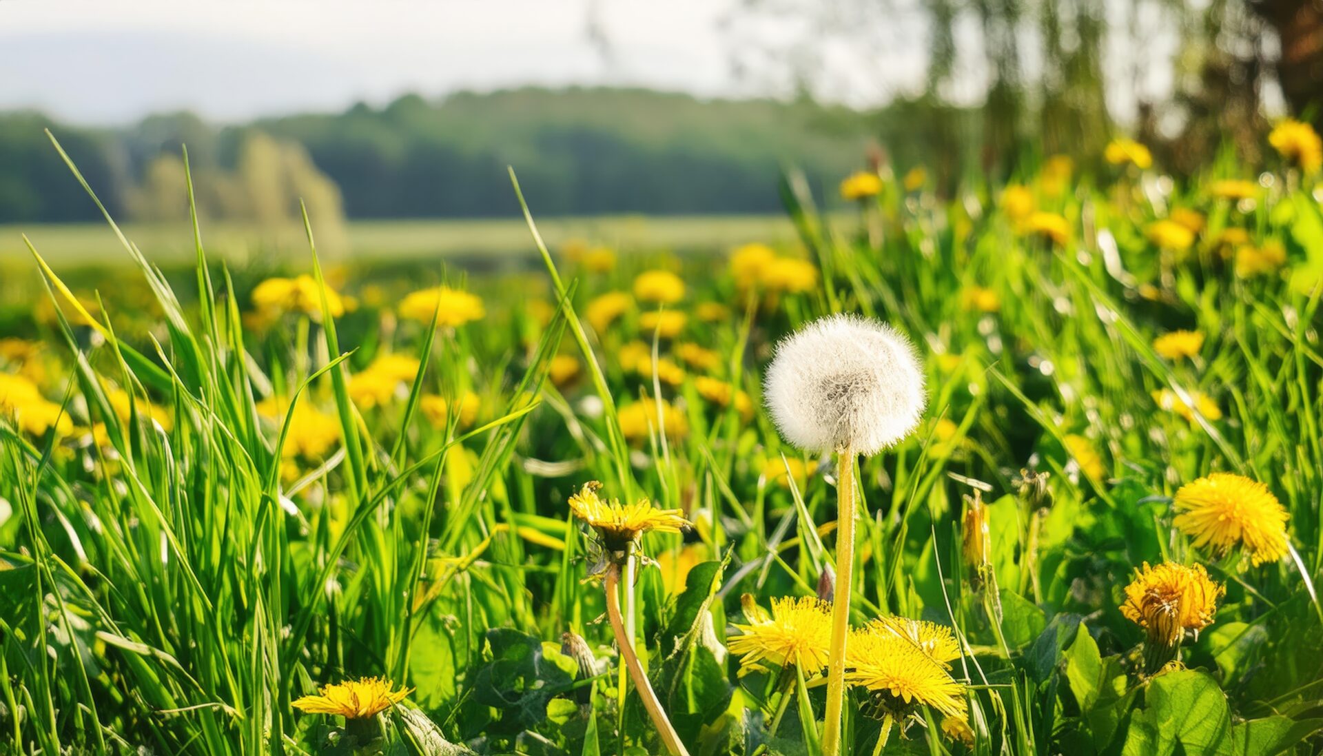 春の野原に咲くタンポポと綿毛