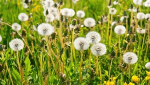 緑の草原に広がる白い綿毛と黄色いタンポポ