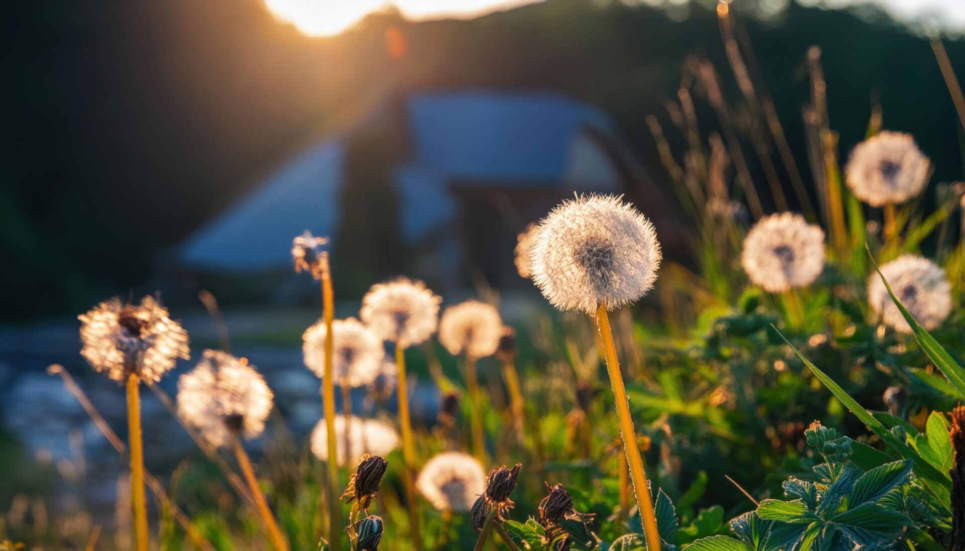 湖畔に咲くタンポポの綿毛と夕日の光景