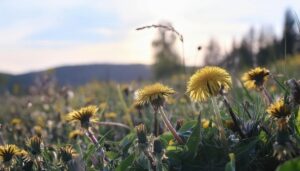 山の風景を背景にしたタンポポの花