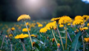 朝日に照らされる黄色いタンポポの花畑