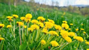 緑の草原に咲く黄色いタンポポの群生