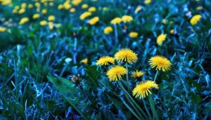 青みがかった草地に咲くタンポポのアップ