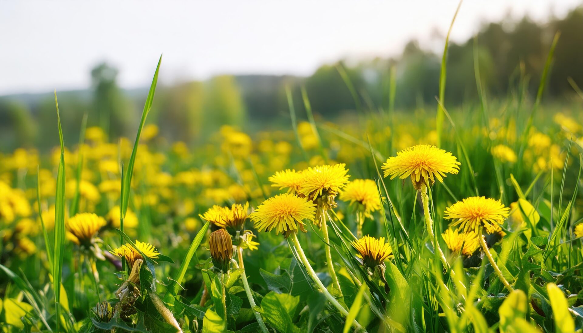 柔らかな光に照らされるタンポポの花