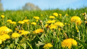 たんぽぽの咲く春の草原