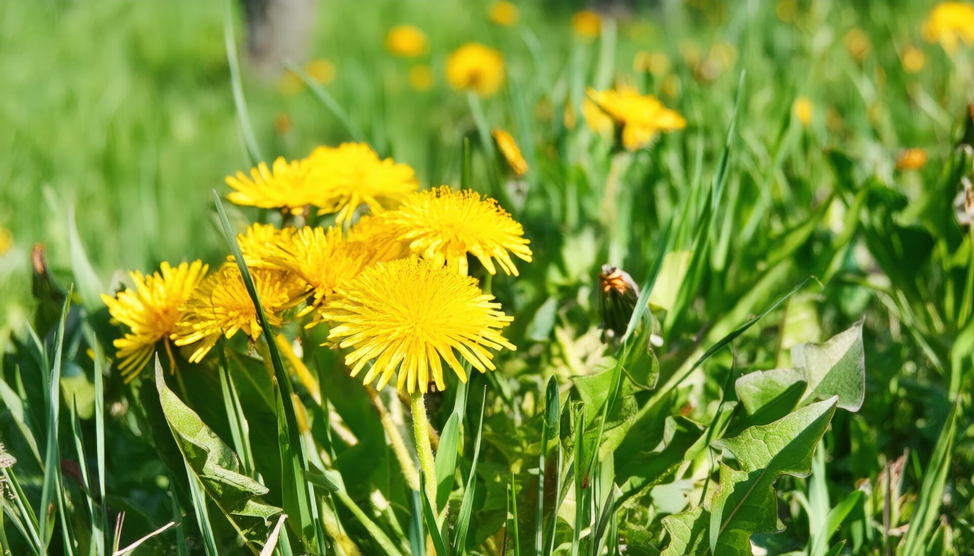 たんぽぽの群生